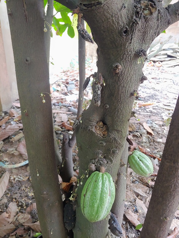 
A close-up shot of a cacao tree trunk. The tree has several young, green cacao pods growing from the trunk, but many other pods are shriveled, black, and rotten, indicating a disease like black pod rot. The ground around the base of the tree is covered in leaves and dirt.